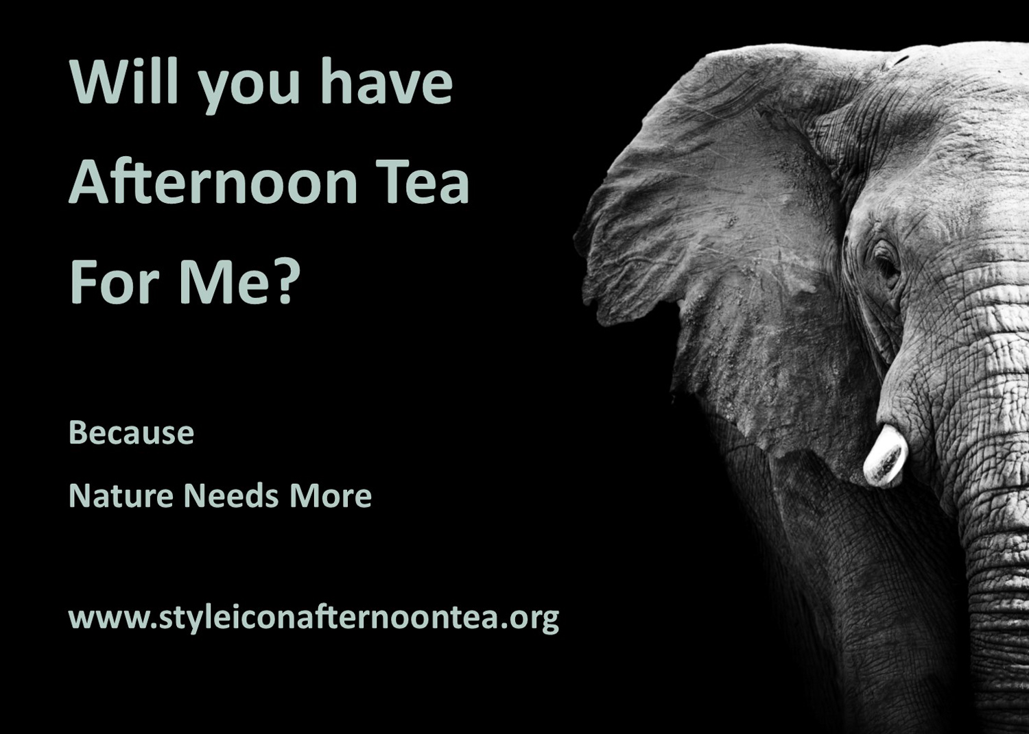 Will You Have Afternoon Tea For Me Elephant