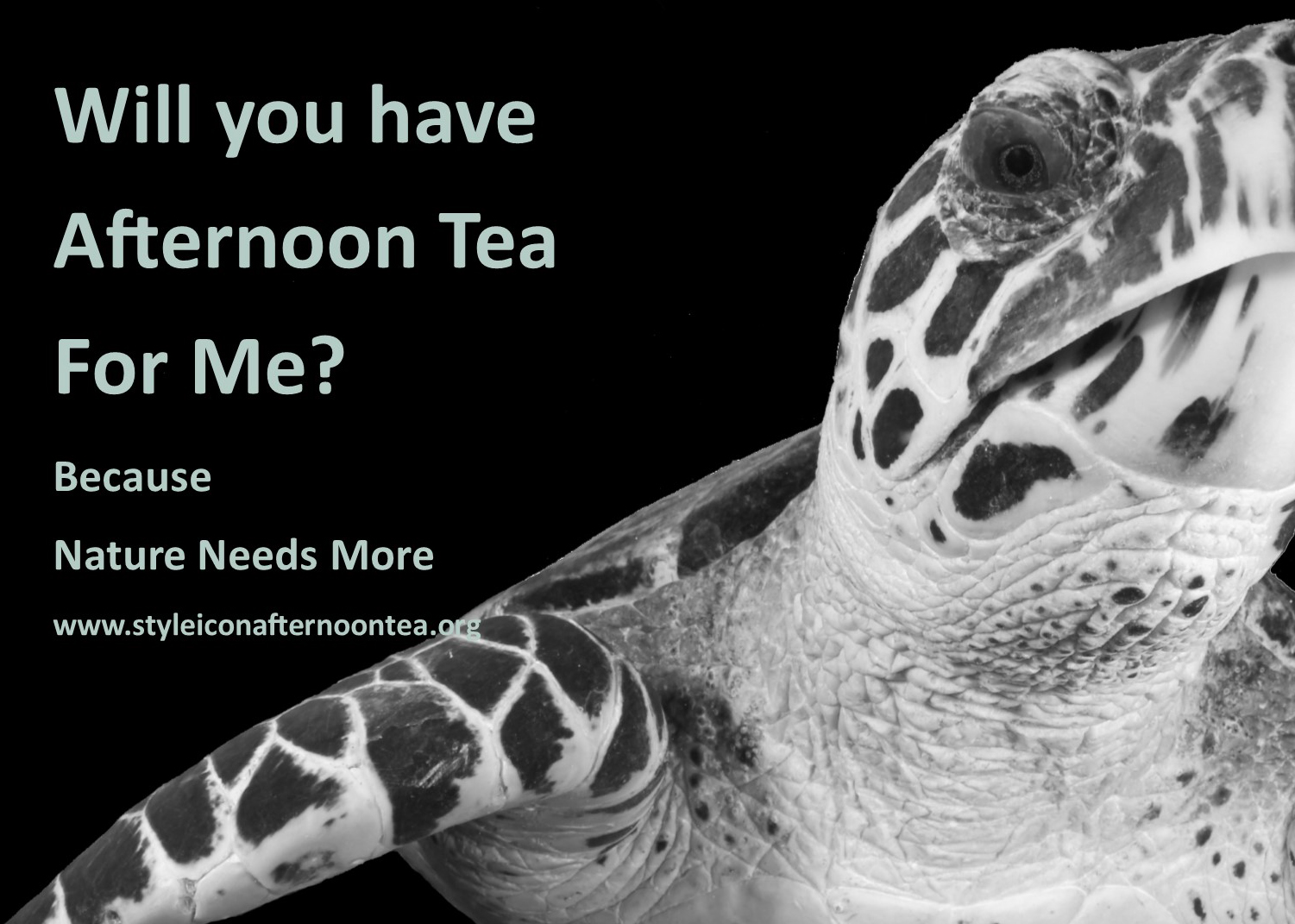 Will You Have Afternoon Tea For Me Turtle